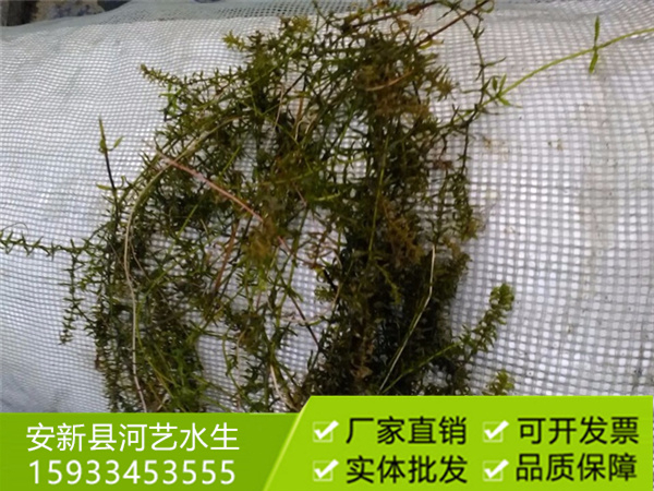 沉水植物伊樂(lè)藻